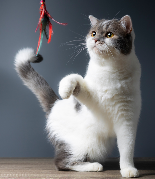 cómo usar catnip para estimular a un gato